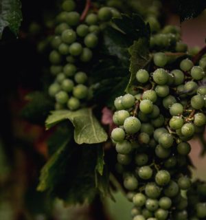 Luxury Wines 3 grapes-to-wine.jpg